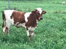 Unnamed heifer calf 