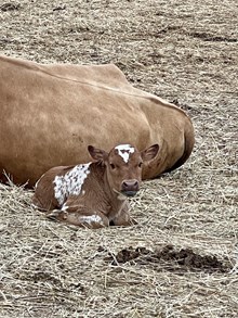 Fifty’s little lady x DH Hired Hand