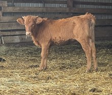 Betty’s Snipet x HH Pandemic heifer