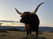 EL COWGIRL LADY